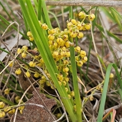 Lomandra filiformis subsp. coriacea (Wattle Matrush) at Whitlam, ACT - 5 Nov 2024 by sangio7