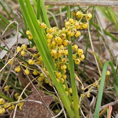 Lomandra filiformis subsp. coriacea (Wattle Matrush) at Whitlam, ACT - 5 Nov 2024 by sangio7