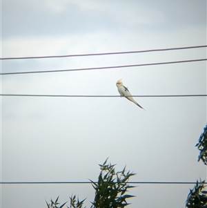 Nymphicus hollandicus (Cockatiel) at North Albury, NSW by Darcy