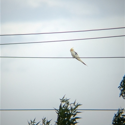 Nymphicus hollandicus (Cockatiel) at North Albury, NSW - 6 Nov 2024 by Darcy