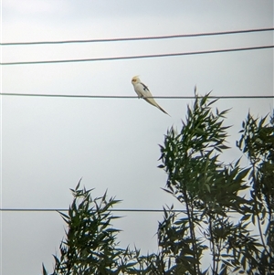 Nymphicus hollandicus at North Albury, NSW - suppressed