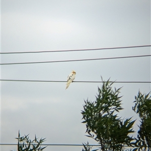 Nymphicus hollandicus at North Albury, NSW - suppressed