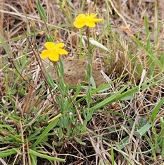 Hypericum gramineum at Whitlam, ACT - 5 Nov 2024