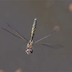 Hemicordulia tau (Tau Emerald) at Belconnen, ACT - 28 Aug 2024 by AlisonMilton