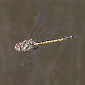 Hemicordulia tau at Belconnen, ACT - 28 Aug 2024 12:10 PM