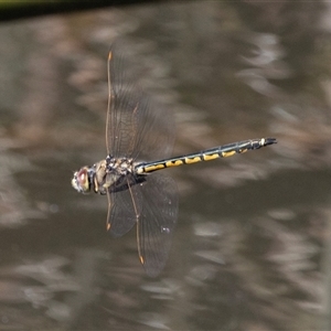 Hemicordulia tau at Belconnen, ACT - 28 Aug 2024