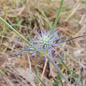 Eryngium ovinum at Whitlam, ACT - 5 Nov 2024