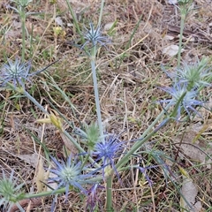 Eryngium ovinum at Whitlam, ACT - 5 Nov 2024