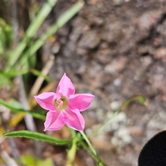 Convolvulus angustissimus subsp. angustissimus (Australian Bindweed) at Whitlam, ACT - 5 Nov 2024 by sangio7