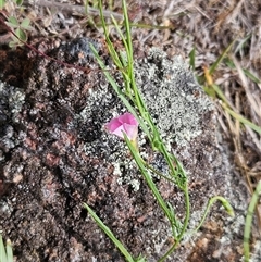 Convolvulus angustissimus subsp. angustissimus at Whitlam, ACT - 5 Nov 2024