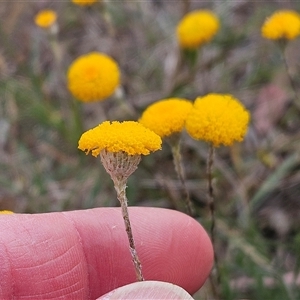 Leptorhynchos squamatus subsp. squamatus at Whitlam, ACT - 5 Nov 2024