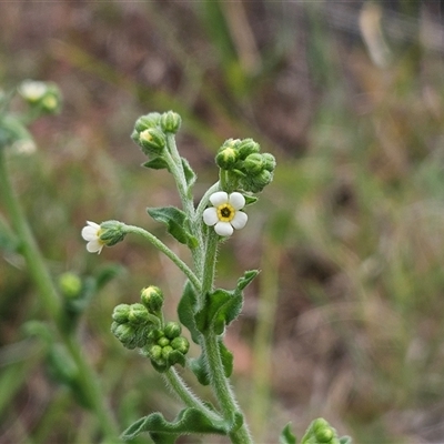 Hackelia suaveolens (Sweet Hounds Tongue) at Whitlam, ACT - 5 Nov 2024 by sangio7