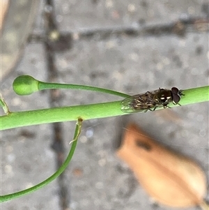 Syrphidae (family) at Theodore, ACT - 6 Nov 2024 03:00 PM