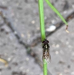 Syrphidae (family) at Theodore, ACT - 6 Nov 2024 03:00 PM