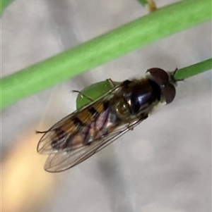 Syrphidae (family) at Theodore, ACT - 6 Nov 2024 03:00 PM