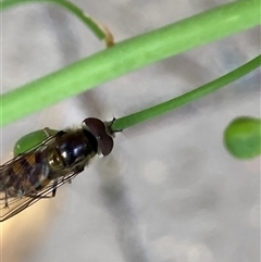 Syrphidae (family) at Theodore, ACT - 6 Nov 2024 03:00 PM