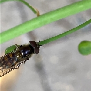 Syrphidae (family) at Theodore, ACT - 6 Nov 2024 03:00 PM