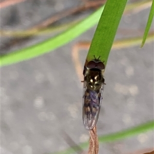 Syrphidae (family) at Theodore, ACT - 6 Nov 2024 03:00 PM