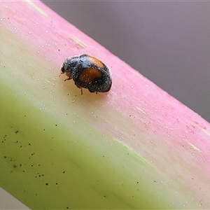 Diomus notescens at Wodonga, VIC - 6 Nov 2024