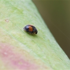 Diomus notescens at Wodonga, VIC - 6 Nov 2024 11:33 AM