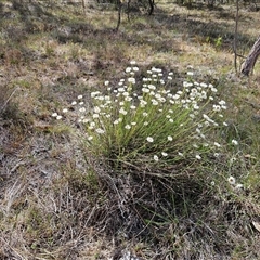 Rhodanthe anthemoides (Chamomile Sunray) at Whitlam, ACT - 5 Nov 2024 by sangio7