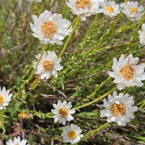 Rhodanthe anthemoides at Whitlam, ACT - 5 Nov 2024 11:21 AM