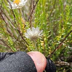 Rhodanthe anthemoides at Whitlam, ACT - 5 Nov 2024 11:21 AM