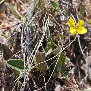 Goodenia hederacea subsp. hederacea at Whitlam, ACT - 5 Nov 2024 11:26 AM