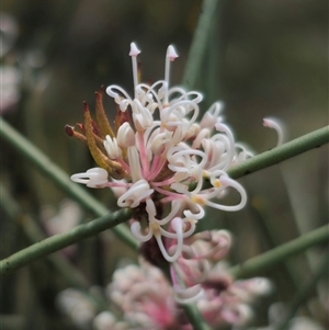 Hakea microcarpa at Captains Flat, NSW - 6 Nov 2024