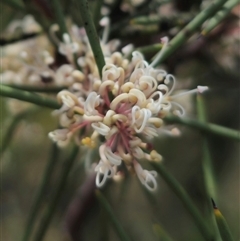 Hakea microcarpa at Captains Flat, NSW - 6 Nov 2024