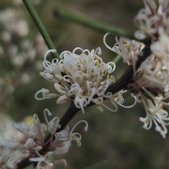 Hakea microcarpa at Captains Flat, NSW - 6 Nov 2024