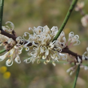 Hakea microcarpa at Captains Flat, NSW - 6 Nov 2024