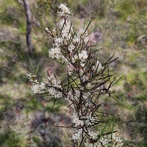 Hakea microcarpa at Captains Flat, NSW - 6 Nov 2024