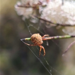 Salsa fuliginata (Sooty Orb-weaver) at Captains Flat, NSW - 6 Nov 2024 by Csteele4