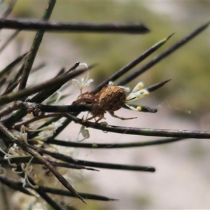 Salsa fuliginata at Captains Flat, NSW - 6 Nov 2024