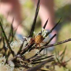 Salsa fuliginata at Captains Flat, NSW - 6 Nov 2024