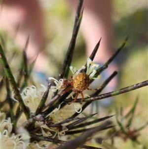 Salsa fuliginata at Captains Flat, NSW - 6 Nov 2024