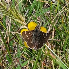Pasma tasmanica at Captains Flat, NSW - 6 Nov 2024 03:24 PM