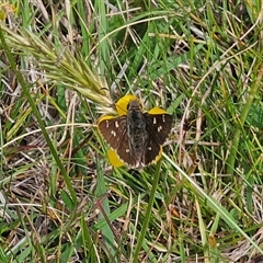 Pasma tasmanica at Captains Flat, NSW - 6 Nov 2024 03:24 PM