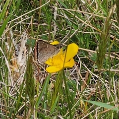 Pasma tasmanica at Captains Flat, NSW - 6 Nov 2024 03:24 PM