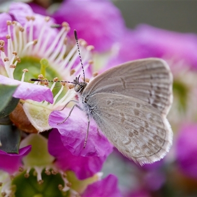 Zizina otis (Common Grass-Blue) at Florey, ACT - 6 Nov 2024 by KorinneM