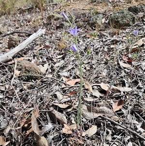 Wahlenbergia stricta subsp. stricta at Whitlam, ACT - 5 Nov 2024