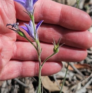 Wahlenbergia stricta subsp. stricta at Whitlam, ACT - 5 Nov 2024