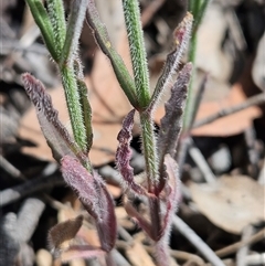 Wahlenbergia stricta subsp. stricta at Whitlam, ACT - 5 Nov 2024