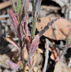 Wahlenbergia stricta subsp. stricta at Whitlam, ACT - 5 Nov 2024