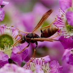 Polistes (Polistella) humilis (Common Paper Wasp) at Florey, ACT - 6 Nov 2024 by KorinneM