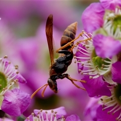 Polistes (Polistella) humilis at Florey, ACT - 6 Nov 2024