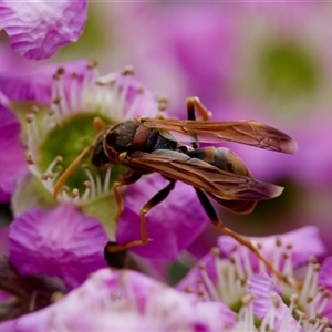 Polistes (Polistella) humilis at Florey, ACT - 6 Nov 2024