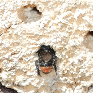 Megachile sp. (several subgenera) at Keiraville, NSW - 27 Dec 2018