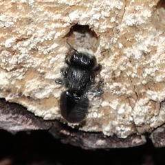 Megachile sp. (several subgenera) at Keiraville, NSW - 27 Dec 2018 10:29 AM